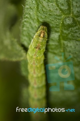 Green Caterpillar Stock Photo