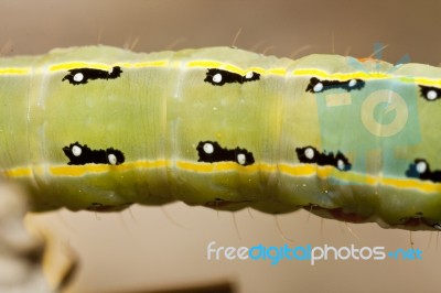 Green Caterpillar Stock Photo