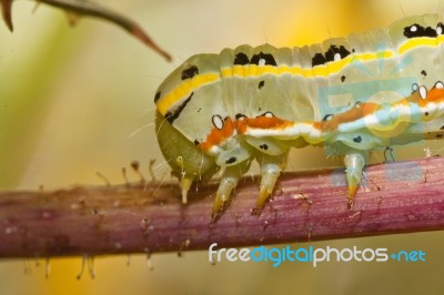 Green Caterpillar Stock Photo