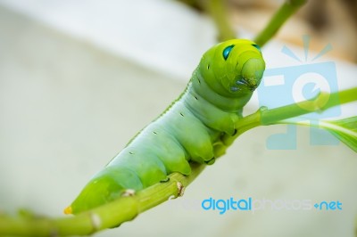 Green Caterpillar On Branch Stock Photo