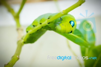 Green Caterpillar On Branch Stock Photo