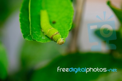 Green Caterpillar Pest Eating On Green Leaf Stock Photo