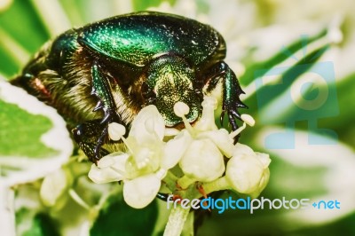 Green Chafer Stock Photo