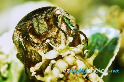 Green Chafer Stock Photo