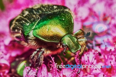 Green Chafer Stock Photo