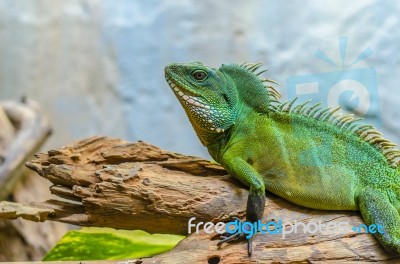 Green Chameleon Stock Photo