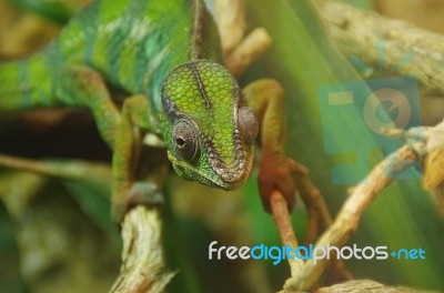 Green Chameleon Stock Photo