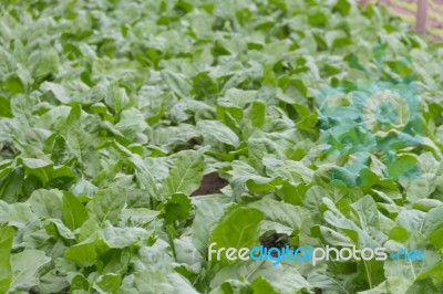 Green Chard Plantation In The Organic Garden Stock Photo