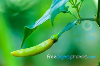 Green Chili On Tree Stock Photo