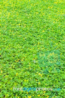 Green Clover And Yellow Blossom Background Stock Photo