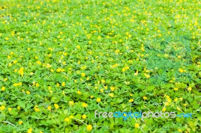 Green Clover And Yellow Blossom Background Stock Photo