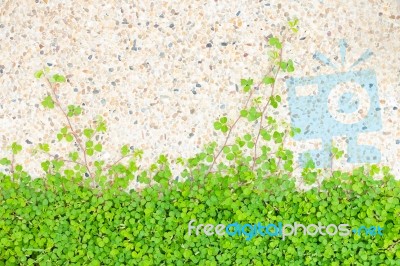 Green Clover Background Stock Photo