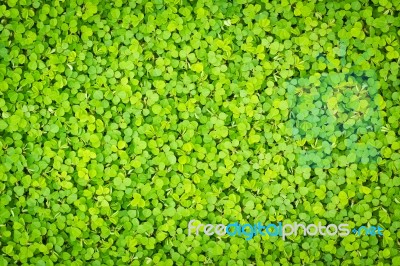 Green Clover Background Stock Photo