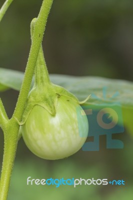 Green Cockroach Berry On Nature Plant Tree Stock Photo