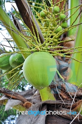 Green Coconut Stock Photo