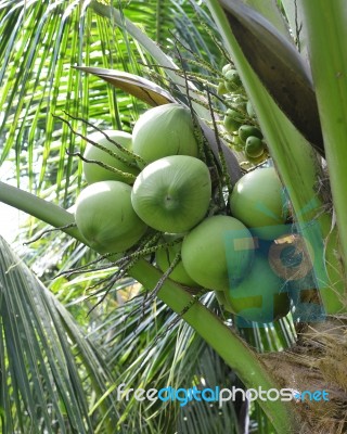 Green Coconut At Tree Stock Photo