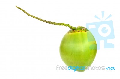 Green Coconut Fruit Stock Photo