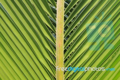 Green Coconut Leaf Background Stock Photo