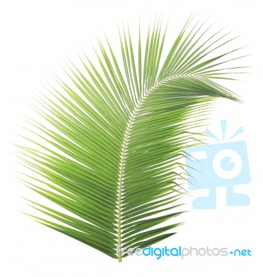 Green Coconut Leaf Isolated On White Background Stock Photo