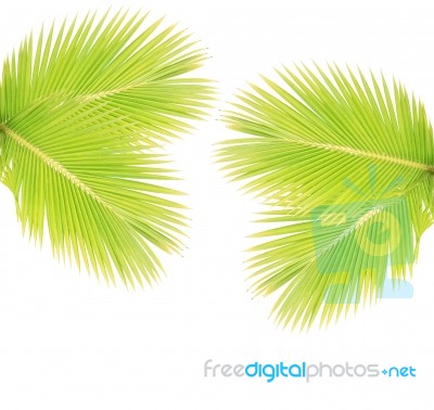 Green Coconut Leaf Isolated On White Background Stock Photo