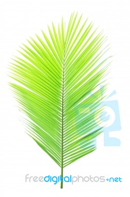 Green Coconut Leaf Isolated On White Background Stock Photo