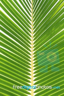 Green Coconut Leaf Isolated On White Background Stock Photo