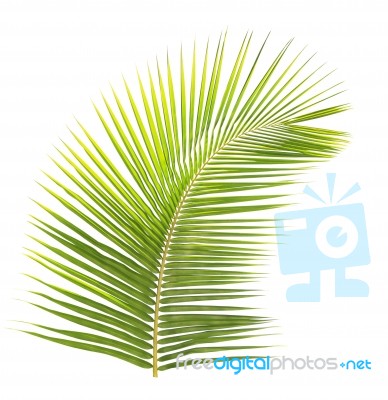 Green Coconut Leaf Isolated On White Background Stock Photo