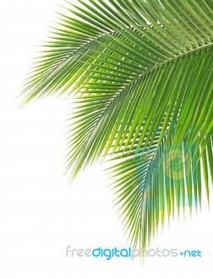 Green Coconut Leaf On White Background Stock Photo