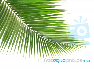 Green Coconut Leaf On White Background Stock Photo