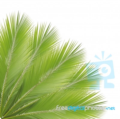 Green Coconut Leaves Frame Isolated On White Background Stock Photo