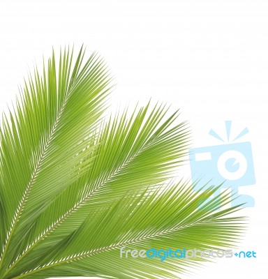 Green Coconut Leaves Frame Isolated On White Background Stock Photo