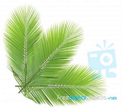 Green Coconut Leaves Isolated On White Background Stock Photo