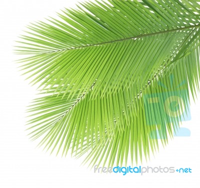 Green Coconut Leaves Isolated On White Background Stock Photo