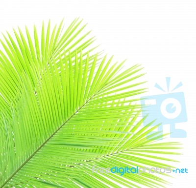 Green Coconut Leaves Isolated On White Background Stock Photo