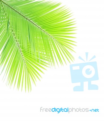 Green Coconut Leaves Isolated On White Background Stock Photo