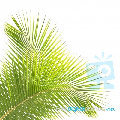 Green Coconut Leaves Isolated On White Background Stock Photo