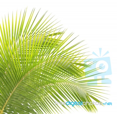 Green Coconut Leaves Isolated On White Background Stock Photo