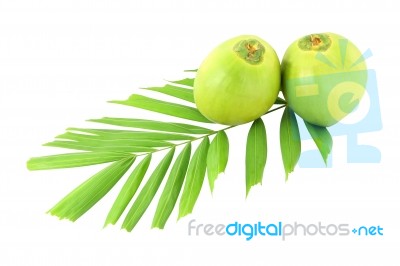 Green Coconuts And Leaf On White Background Stock Photo