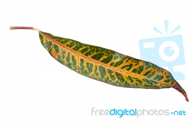 Green Color Leaf With Yellow Pattern Stock Photo