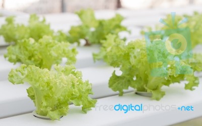 Green Coral Plants On Hydrophonic Farm Stock Photo