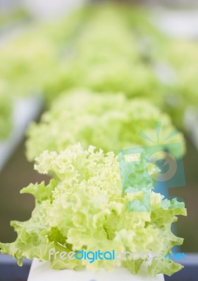 Green Coral Plants On Hydrophonic Farm Stock Photo