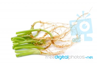 Green Coriander Root Put On A White Background Stock Photo