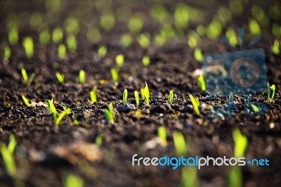 Green Corn Sprout In Evening Light Stock Photo