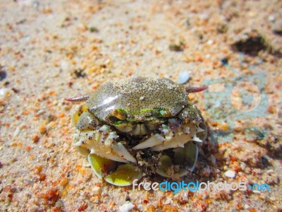 Green Crab On The Beach Is Shrinking As People Stock Photo