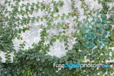 Green Creeper Plant On Wall Stock Photo