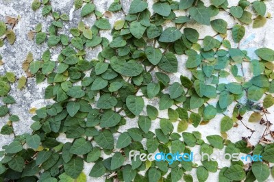 Green Creeper Plant On Wall Stock Photo