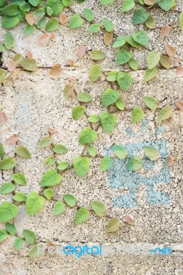 Green Creeper Plant On Wall Stock Photo