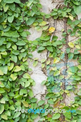 Green Creeper Plant On Wall Stock Photo