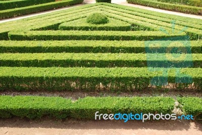 Green Cuted Bushes (triangular Shape) Stock Photo