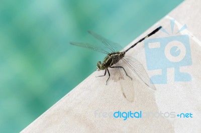 Green Dragon Fly On Swimming Pool Edge Stock Photo